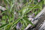 Sampson's snakeroot